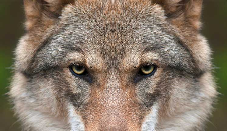 closeup of wolf, focused on the eyes.
