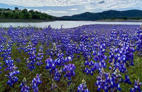 field of purple flowers