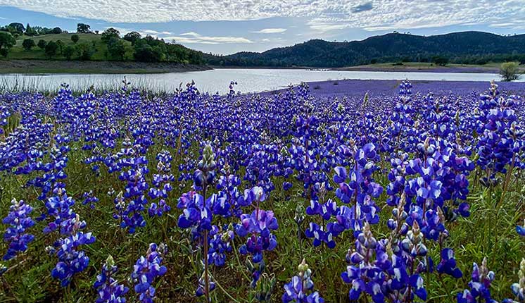 field of purple flowers