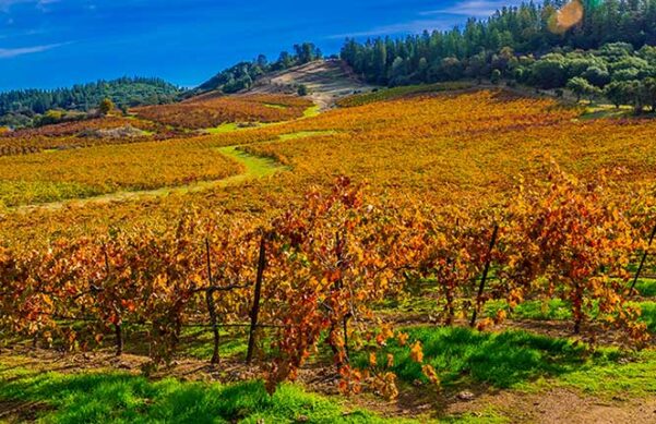 grapevines changing color in the fall