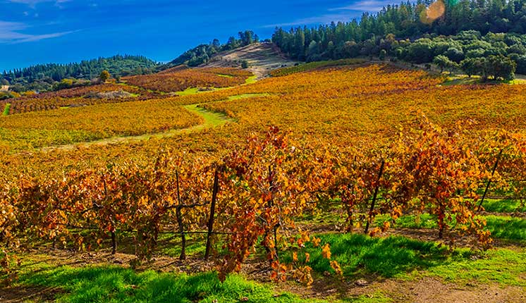 grapevines changing color in the fall