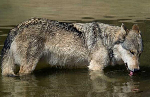 grey wolf standing in water up to the top of its legs, drinking water