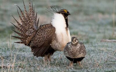 Wildlife Policy Areas Affecting Local Government