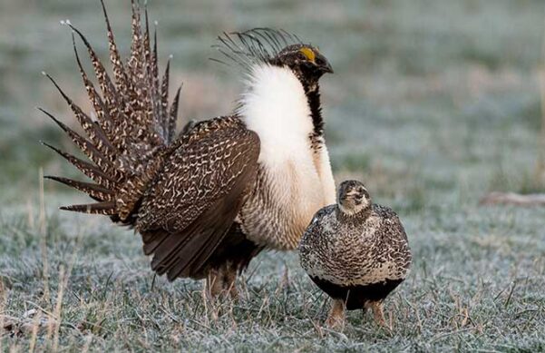 male and female grouse standing in a field