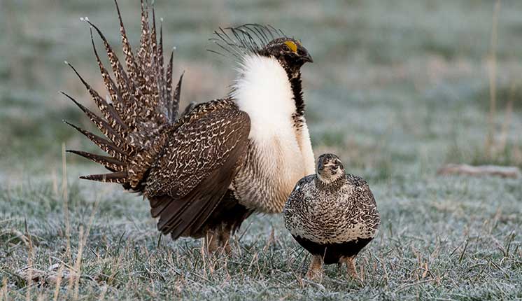 male and female grouse standing in a field