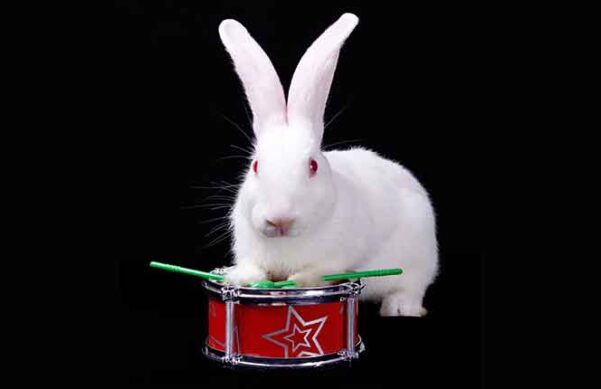 bunny playing drum