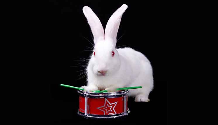 bunny playing drum