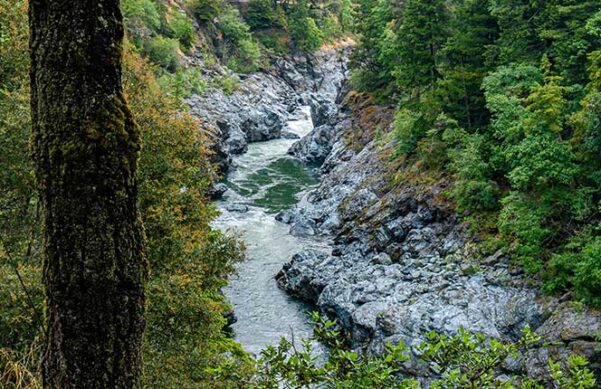 river in canyon surrounded by forested area