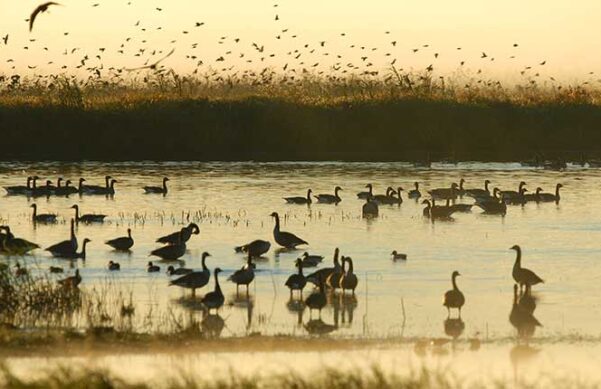 birds in water with tall grass all around in wetlands