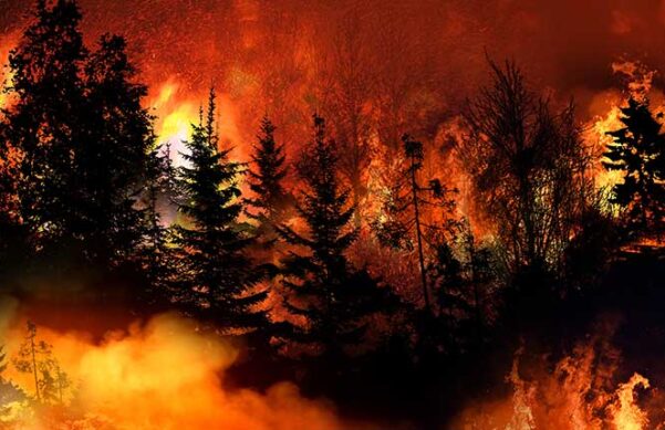 forest engulfed in flames