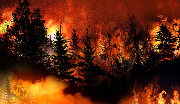 forest engulfed in flames