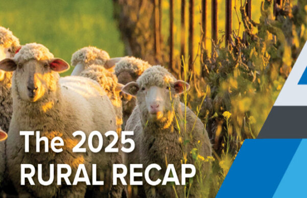 sheep in a green vineyard with yellow flowers around them