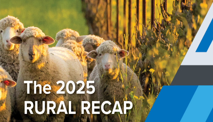 sheep in a green vineyard with yellow flowers around them