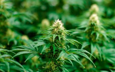 Cannabis Equity Grants Announced