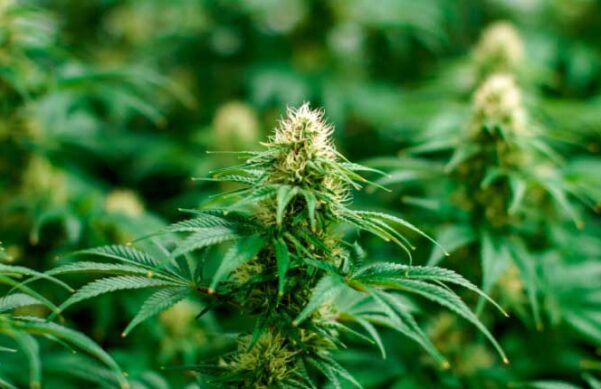 cannabis plant with closeup of bud