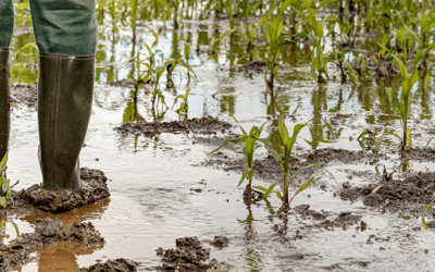 U.S. Senator Schiff Urges USDA to Deliver Disaster Relief for Farmers in California