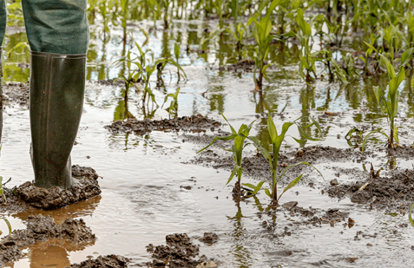 man in boots standing in flooded field of crops
