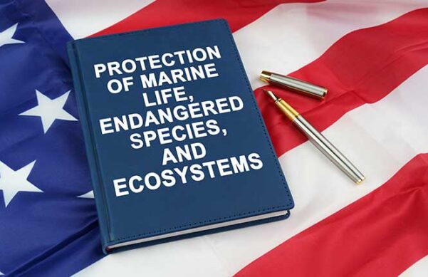 blue book next to a pen sitting on an American flag