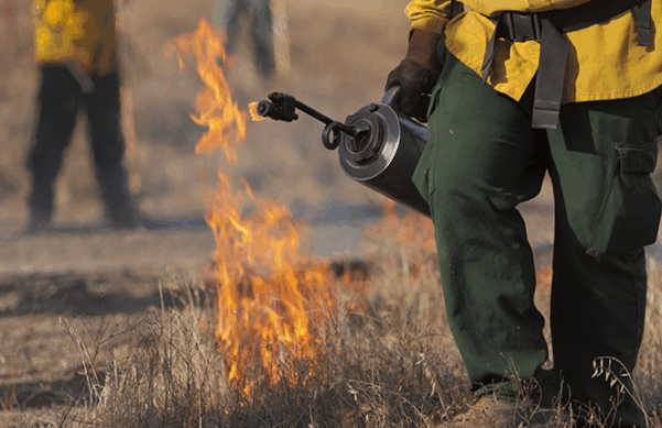 man in fire uniform holding flame thrower next to burning grass in a prescribed burn