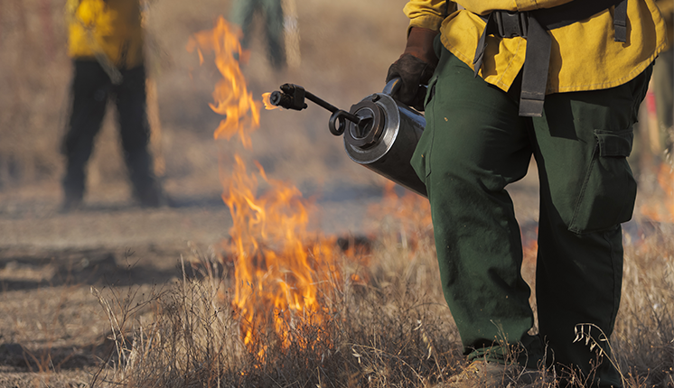 thumb_Prescribed-Burn_AdobeStock_610474960 man in fire uniform holding flame thrower next to burning grass in a prescribed burn