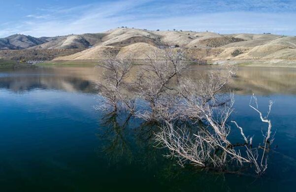 Adobe Stock Photo: Tree partially submerged under blue water at San Luis Reservoir