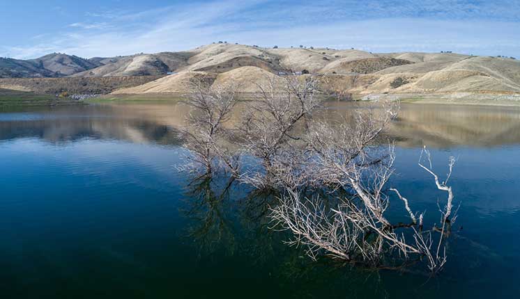 Adobe Stock Photo: Tree partially submerged under blue water at San Luis Reservoir