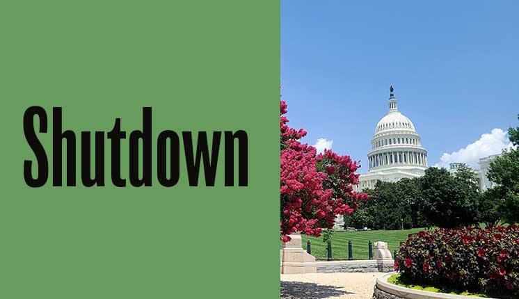 US Capitol in background with flowery trees in the foreground.
