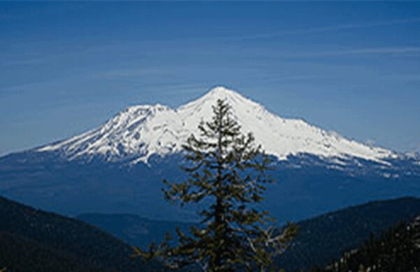 snow peaked mountain in background, tree in foreground