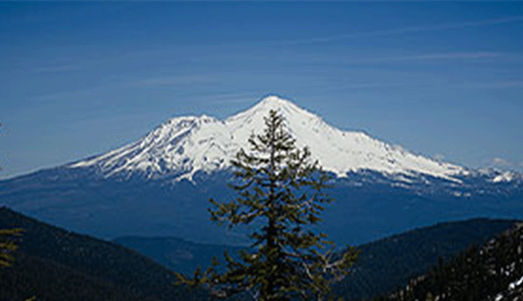 snow peaked mountain in background, tree in foreground