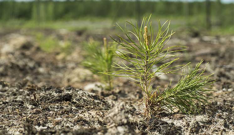Planted seedling with rows of dirt around it.
